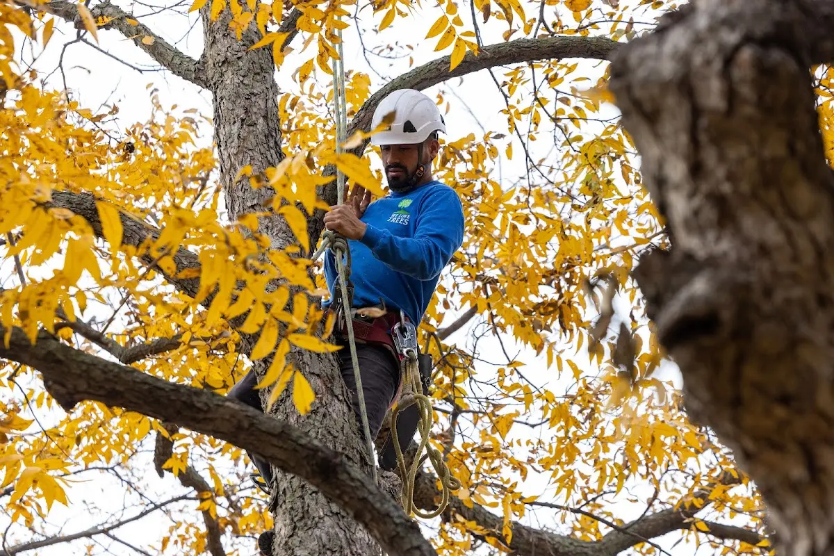 Skilled Tree Trimming crew working in Raisin City