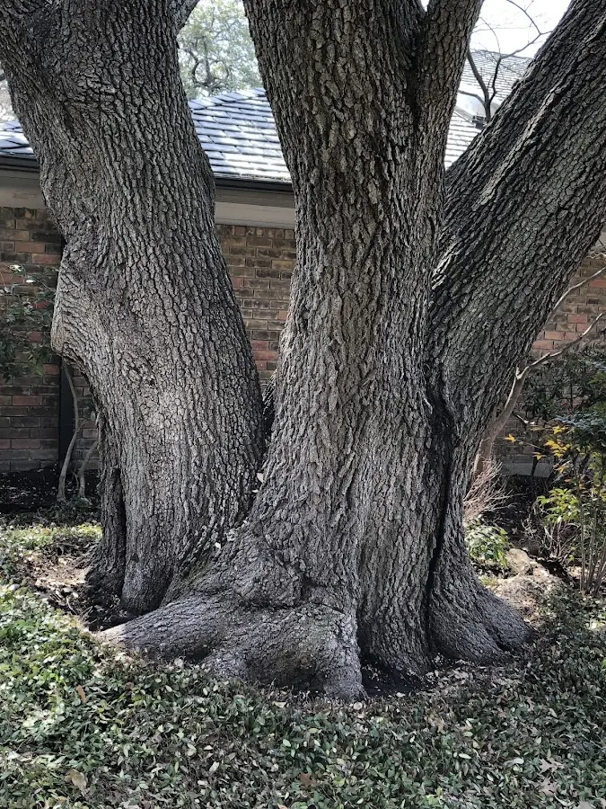 Mature heritage tree close to a Raisin City property cared for by certified arborists